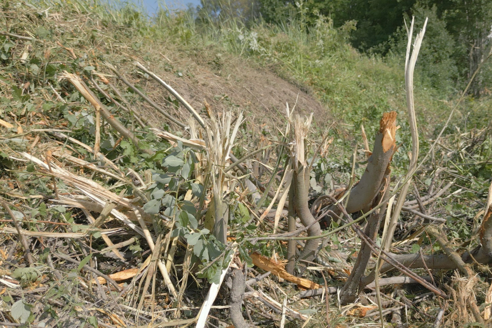 Kedjeröjare Trejon Optimal M1650 STORM